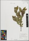 Foto von Salix mielichhoferi Saut.